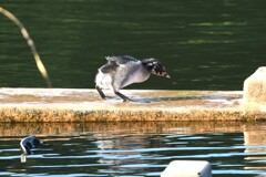 カイツブリ幼鳥B