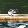 カイツブリ幼鳥B