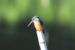 カワセミ♂H