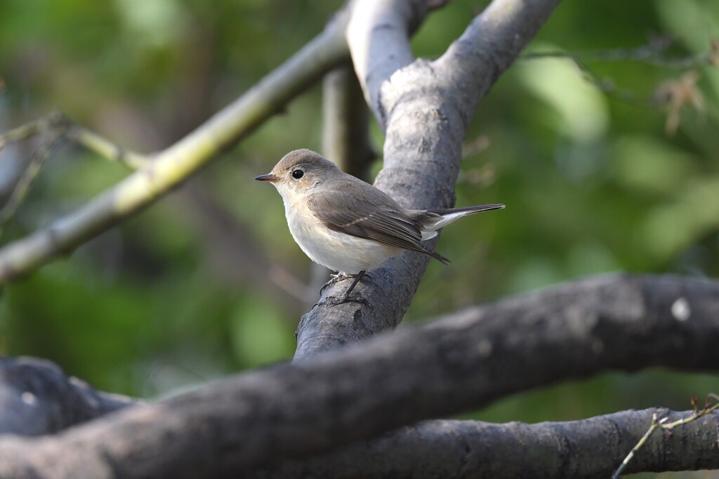 ニシオジロビタキD