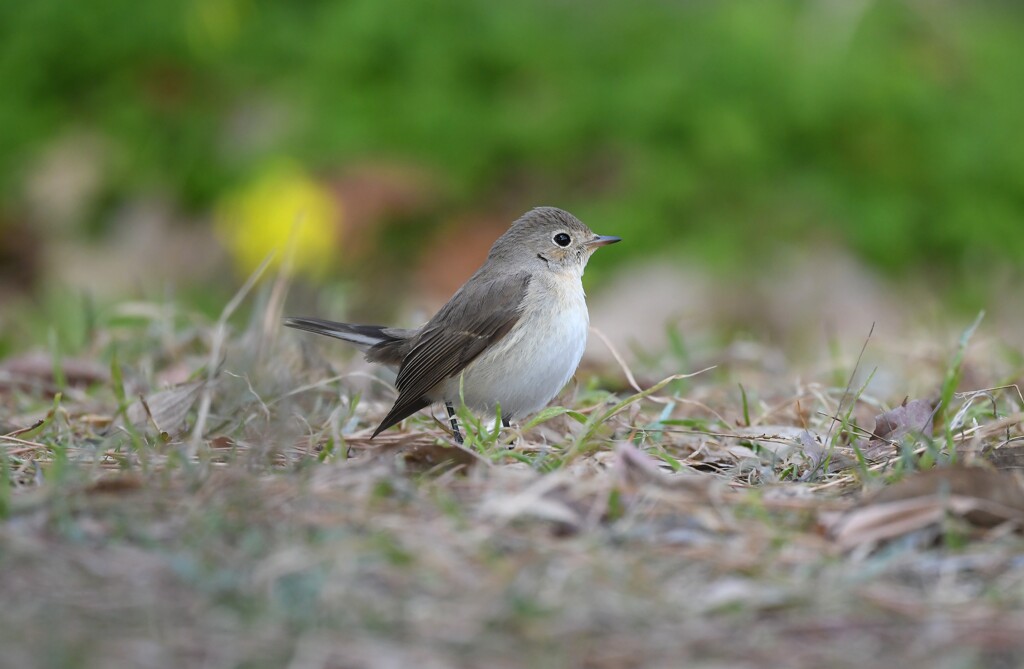 ニシオジロビタキI