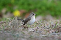 ニシオジロビタキI