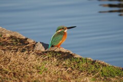 カワセミ♀