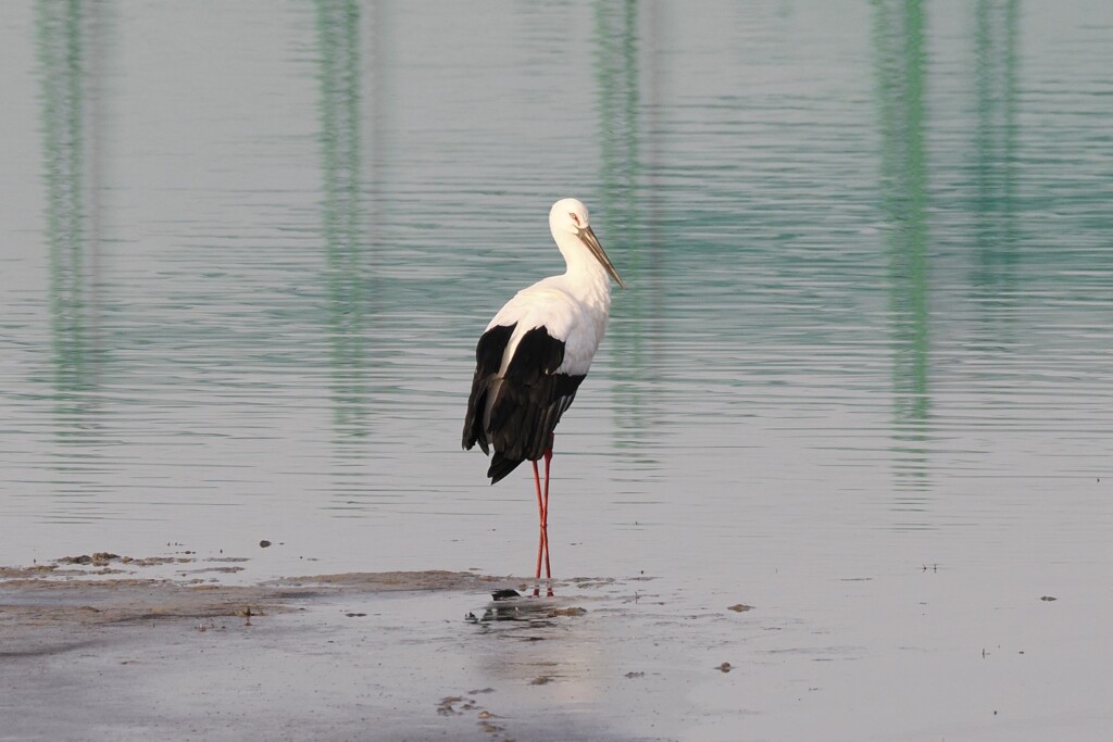 コウノトリ