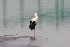 コウノトリ