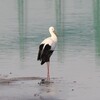 コウノトリ