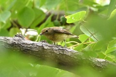 キビタキ♀E
