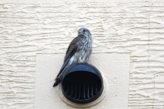 チョウゲンボウ幼鳥B