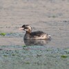 カイツブリ幼鳥B