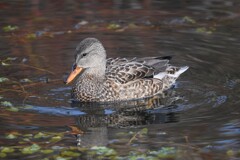 オカヨシガモ♀
