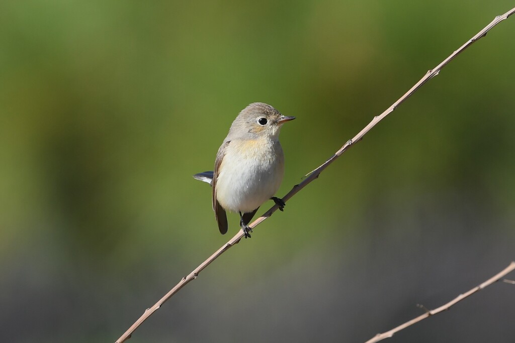 ニシオジロビタキF