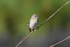 ニシオジロビタキF