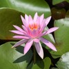 睡蓮A