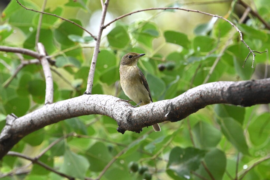 キビタキ♀C