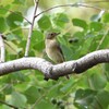 キビタキ♀C