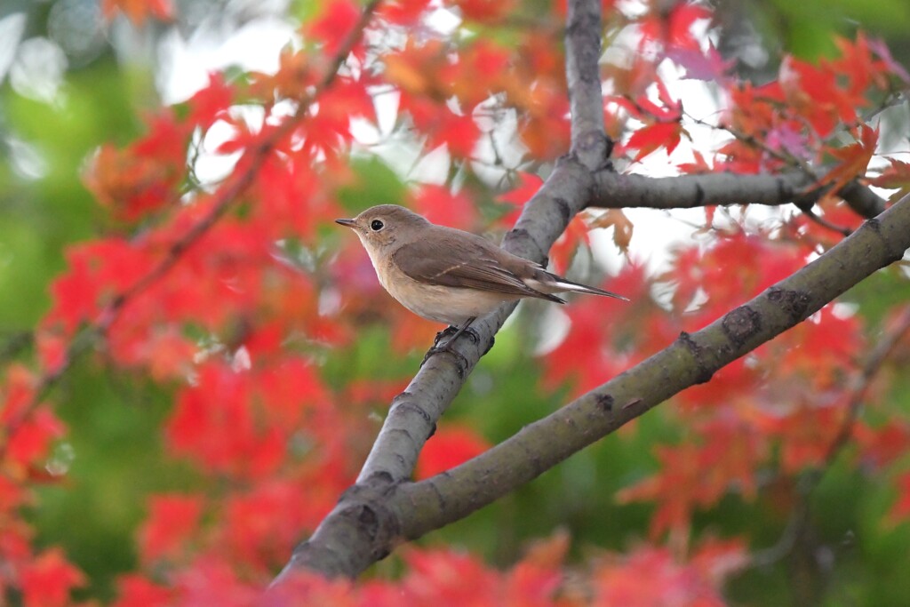 ニシオジロビタキB