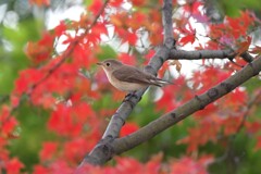 ニシオジロビタキB