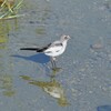 ハクセキレイ♀
