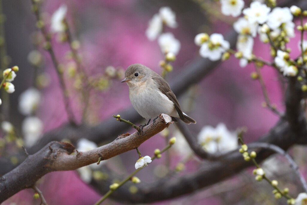 ニシオジロビタキK