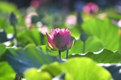 蓮の花F 蓮の花F