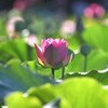 蓮の花F