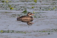 カイツブリ幼鳥A