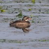カイツブリ幼鳥A
