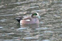 アメリカヒドリ