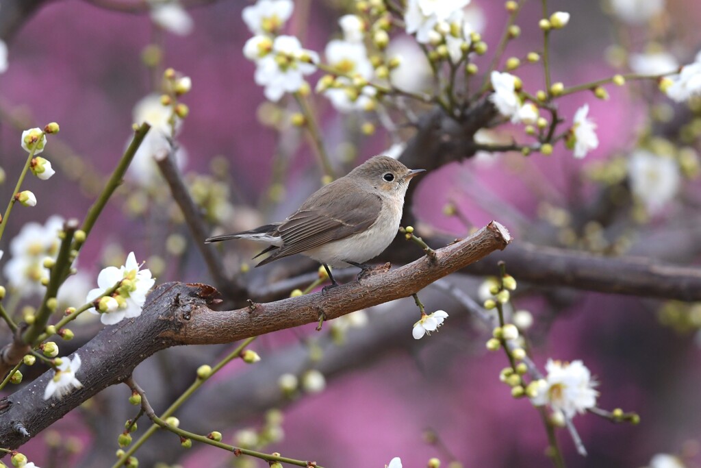 ニシオジロビタキM