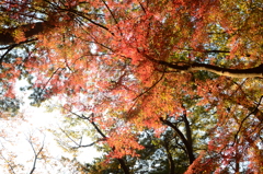 紅葉