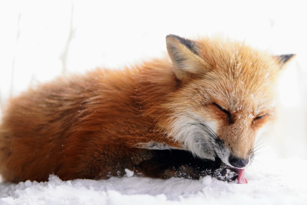 DSC00910 Copy_Original