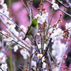 ウメジロー