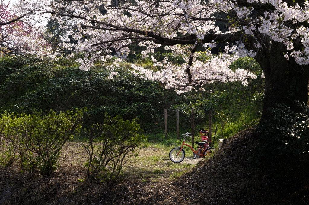 桜の下のかわいい自転車
