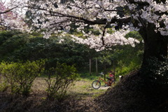桜の下のかわいい自転車