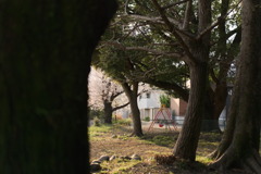 夕方の桜とブランコと