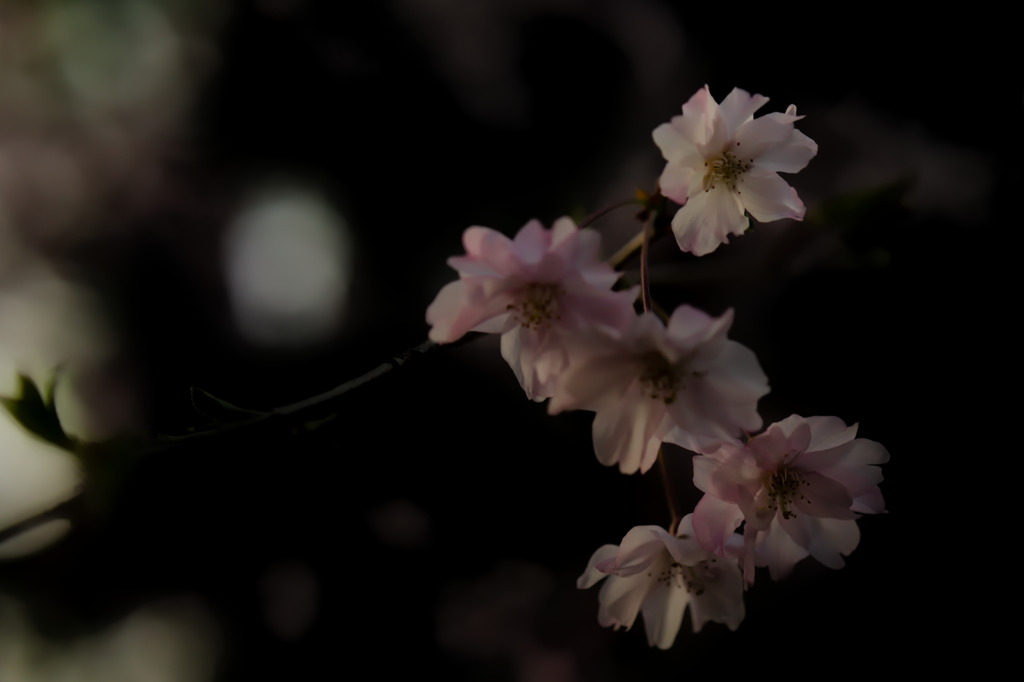 桜の花
