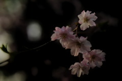 桜の花