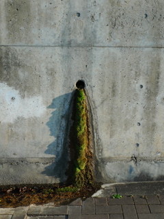 苔むすまで