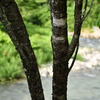 河畔