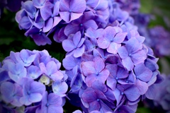 紫陽花