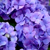 紫陽花