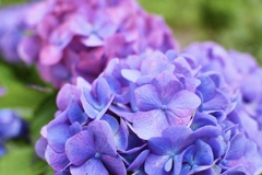 紫陽花