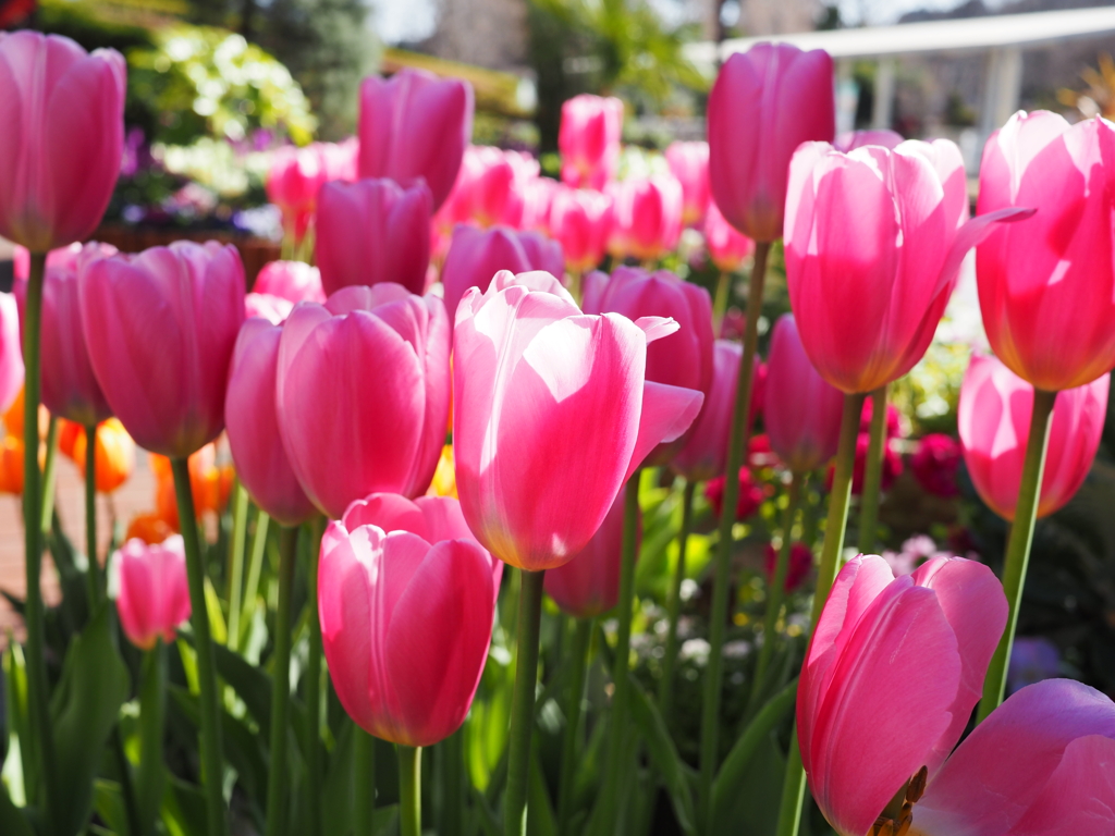 春光、地に溢れる