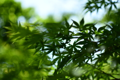 青紅葉