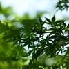 青紅葉
