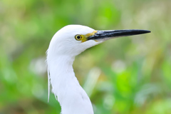 チュウサギ