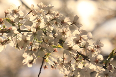 朝日に照らされる桜