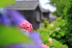 古民家と紫陽花