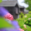 古民家と紫陽花