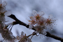 雨の梅